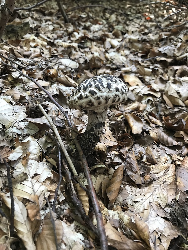 šiškovec šupinatý Strobilomyces strobilaceus (Scop.) Berk.