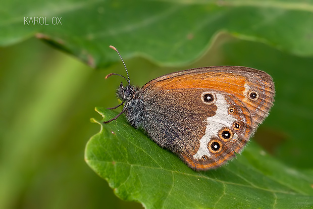 očkáň medničkový Coenonympha arcania