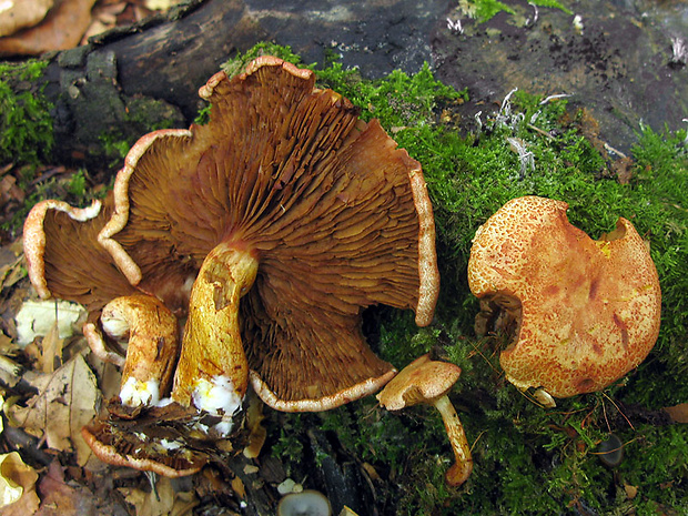 pavučinovec Cortinarius bolaris (Pers.) Fr.