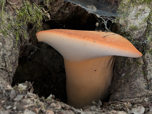 pečeňovec dubový Fistulina hepatica (Schaeff.) With.