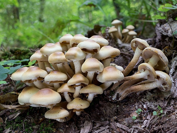 šupinačka menlivá Kuehneromyces mutabilis (Schaeff.) Singer & A.H. Sm.