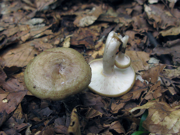 rýdzik sivozelený Lactarius blennius (Fr.) Fr.