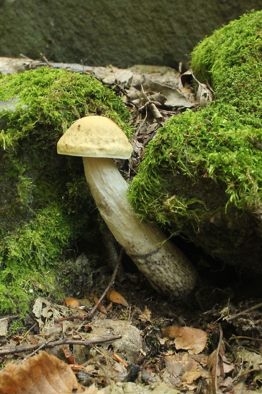 kozák hrabový Leccinum pseudoscabrum (Kallenb.) Šutara