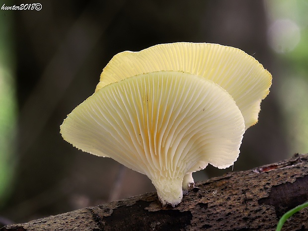 húževnatec voňavý Lentinus suavissimus Fr.