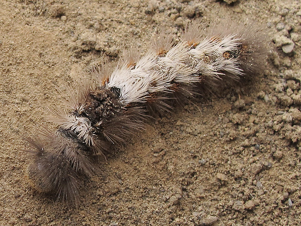 motýle Lepidoptera ord.