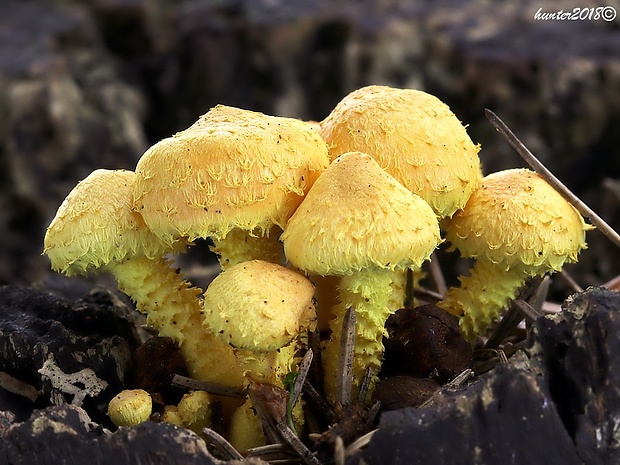 šupinovka ohnivá Pholiota flammans (Batsch) P. Kumm.