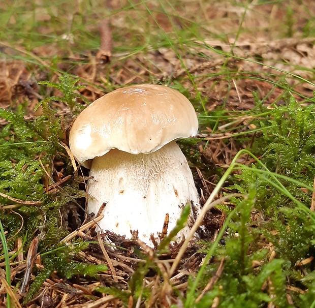 hríb smrekový Boletus edulis Bull.