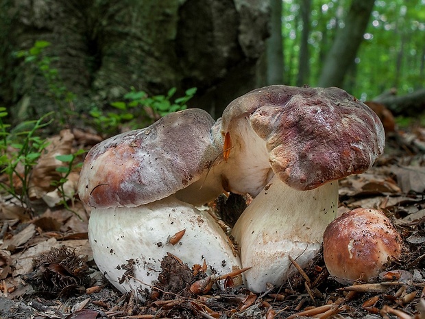 hríb sosnový Boletus pinophilus Pil. et Dermek in Pil.