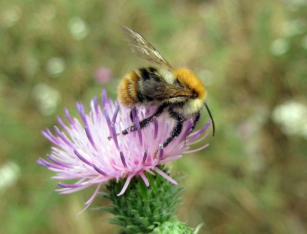 čmeľ poľný Bombus agrorum Fabricius, 1787