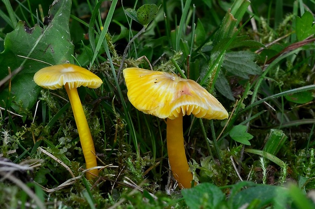 lúčnica citrónovožltá Hygrocybe chlorophana (Fr.) Wünsche