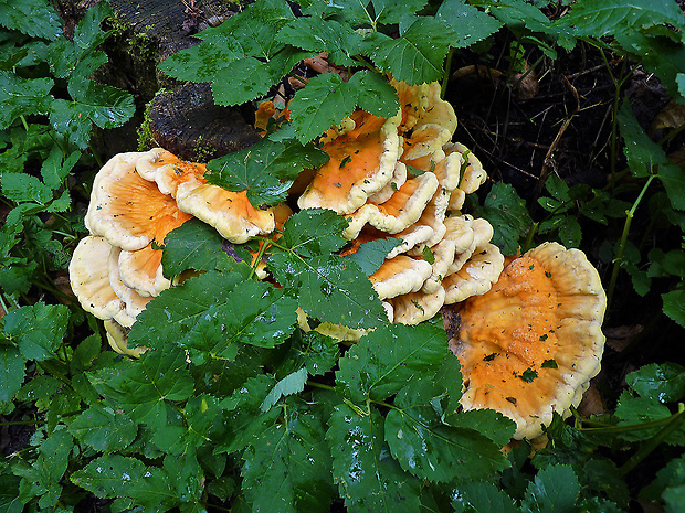 sírovec obyčajný Laetiporus sulphureus (Bull.) Murrill