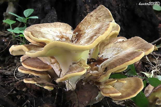 vejárovec obrovský Meripilus giganteus (Pers.) P. Karst.