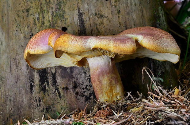 čírovec červenožltý Tricholomopsis rutilans (Schaeff.) Singer