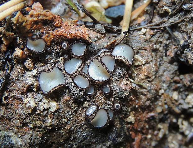 trichoféa Trichophaea sp.