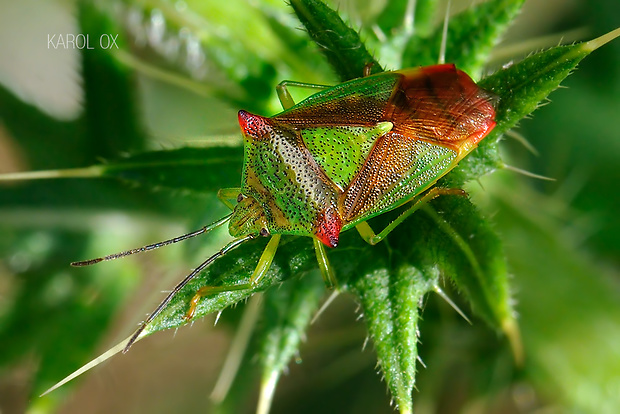 bzdocha stromová Acanthosoma haemorrhoidale