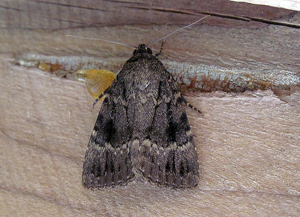 blyšťavka orechová (sk), blýskavka ořešáková (cz) Amphipyra pyramidea Linnaeus, 1758