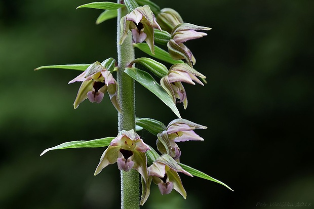 kruštík širokolistý pravý Epipactis helleborine subsp. helleborine (L.) Crantz