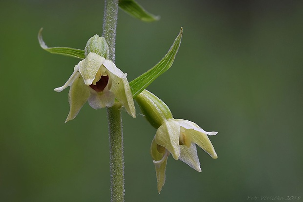 kruštík rožkatý Epipactis muelleri Godfery