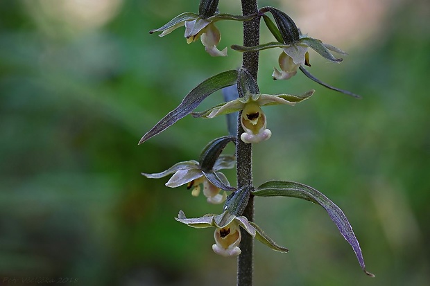 kruštík modrofialový Epipactis purpurata Sm.