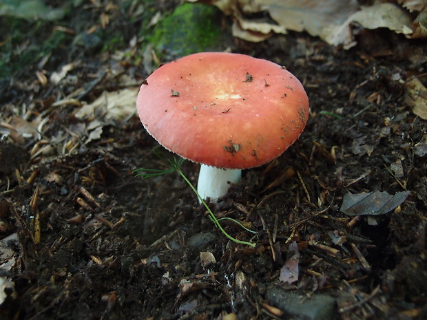 plávka Russula sp.