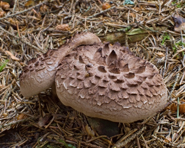 jelenkovec škridlicovitý Sarcodon imbricatus (L.) P. Karst.