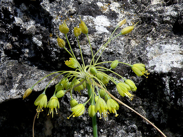 cesnak žltý Allium flavum L.