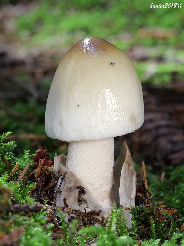 muchotrávka Amanita sp.