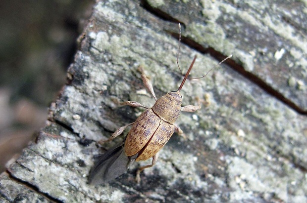 nosáčik žaluďový (sk), nosatec žaludový (cz) Curculio venosus Gravenhorst, 1807