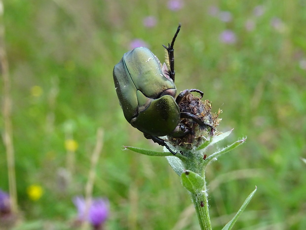 zlatoň  Protaetia cuprea ssp.metallica