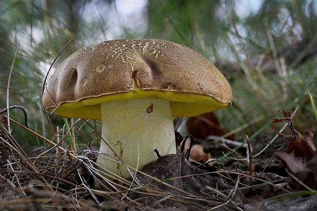 hríb príveskatý Butyriboletus appendiculatus (Schaeff. ex Fr.) Secr.