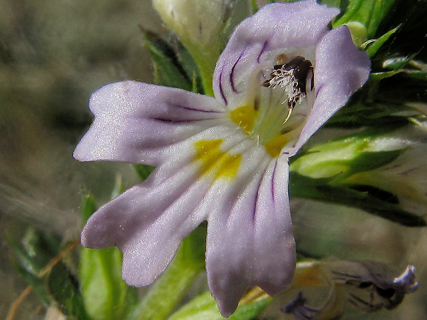 očianka tuhá Euphrasia stricta D. Wolff ex J. F. Lehm.