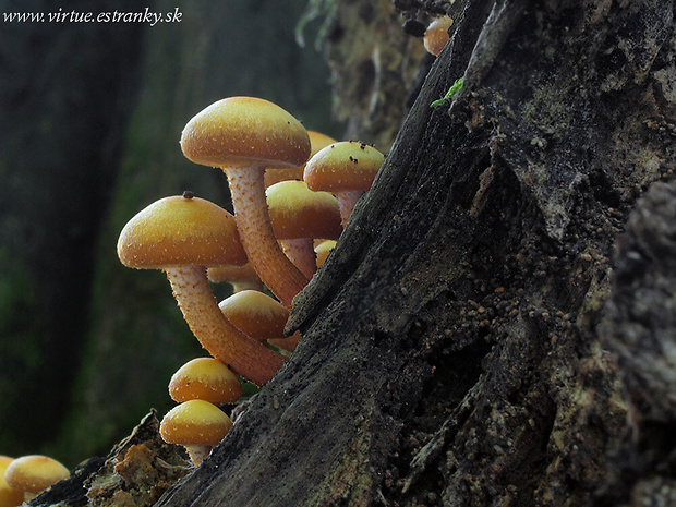 šupinačka menlivá Kuehneromyces mutabilis (Schaeff.) Singer & A.H. Sm.