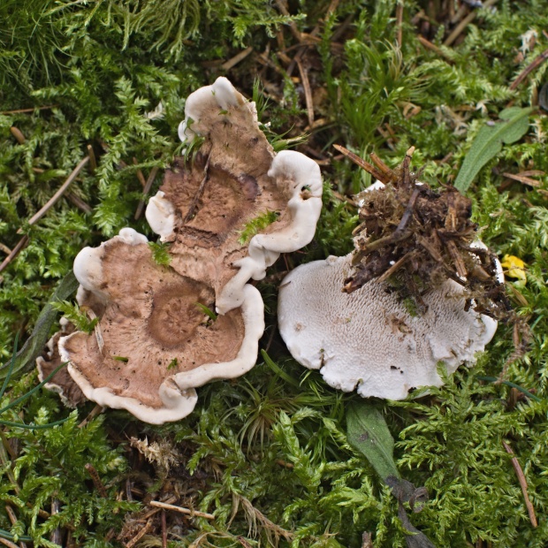 korkovec čiaškovitý Phellodon tomentosus (L.) Banker