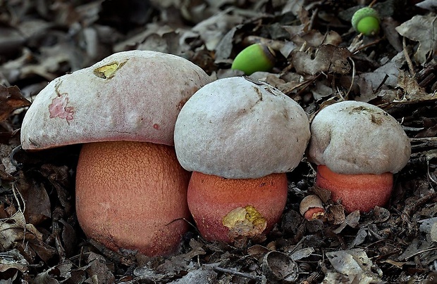 hríb Le Galovej Rubroboletus legaliae (Pilát & Dermek) Della Maggiora & Trassin.