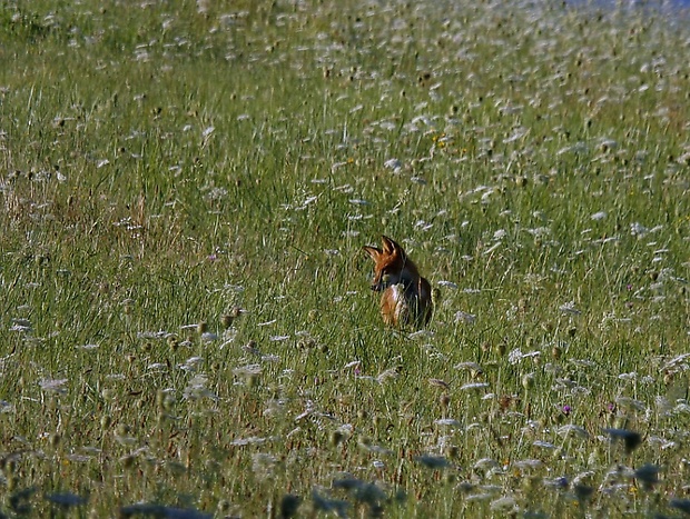 líška hrdzavá Vulpes vulpes