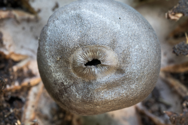 hviezdovka tmavá Geastrum coronatum Pers.