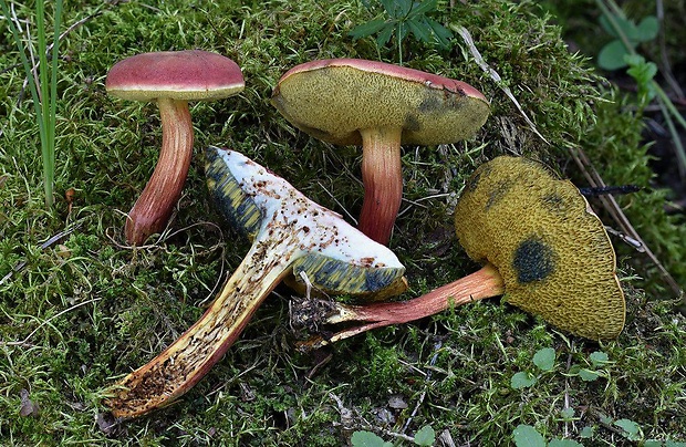 suchohríb karmínový Hortiboletus rubellus (Krombh.) Simonini, Vizzini & Gelardi