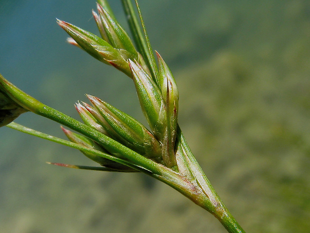 sitina ropušia Juncus bufonius L.