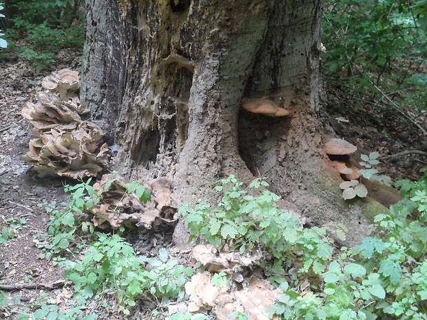 vejárovec obrovský Meripilus giganteus (Pers.) P. Karst.