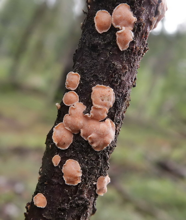 obrúbenec beztvarý Aleurodiscus amorphus (Pers.) J. Schröt.