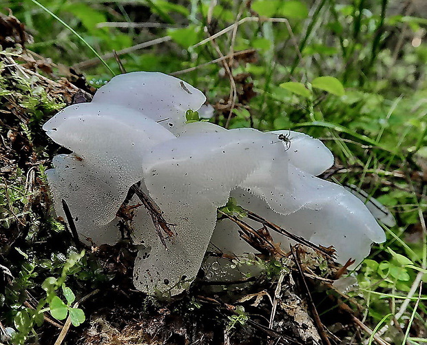 pajelenka želatínová Pseudohydnum gelatinosum (Scop.) P. Karst.