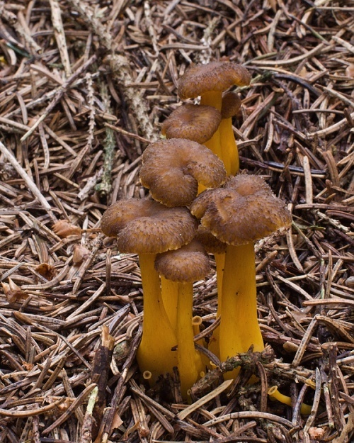 kuriatko žltohnedé Cantharellus lutescens Fr.