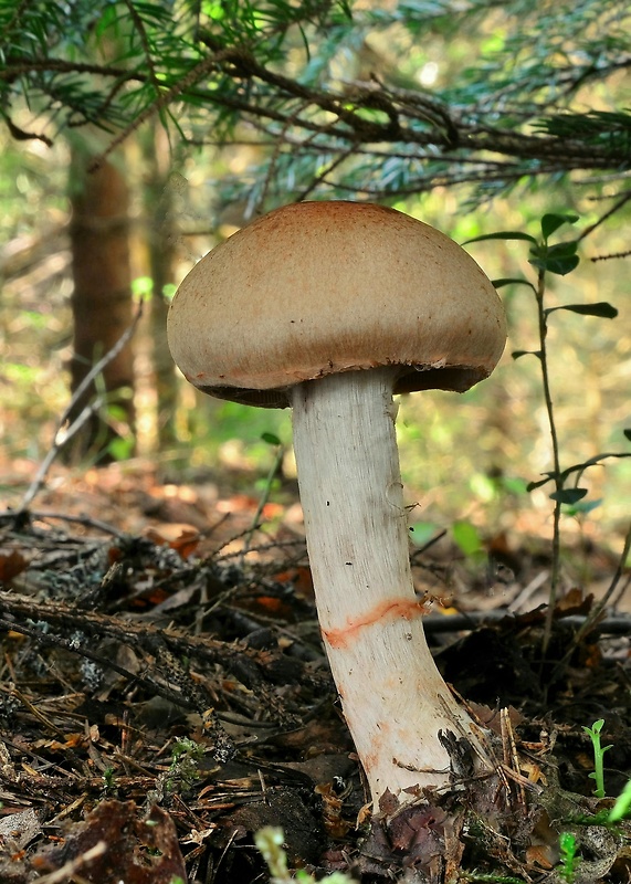 pavučinovec červenopásový Cortinarius armillatus (Fr.) Fr.