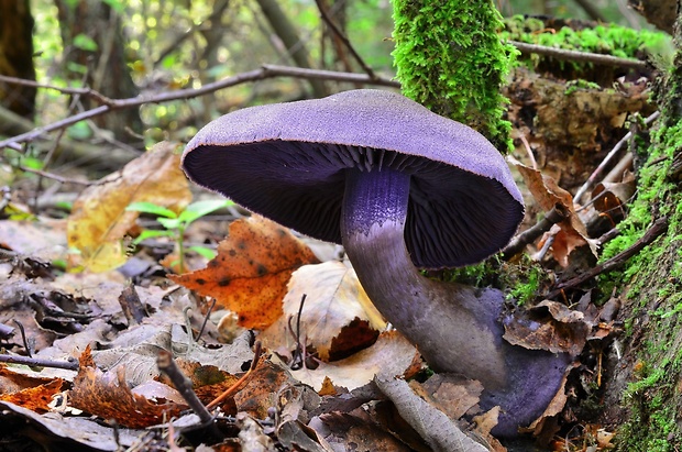 pavučinovec hercýnsky Cortinarius hercynicus (Pers.) M.M. Moser