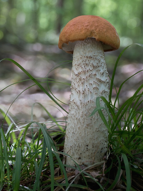 kozák osikový Leccinum albostipitatum den Bakker & Noordel.