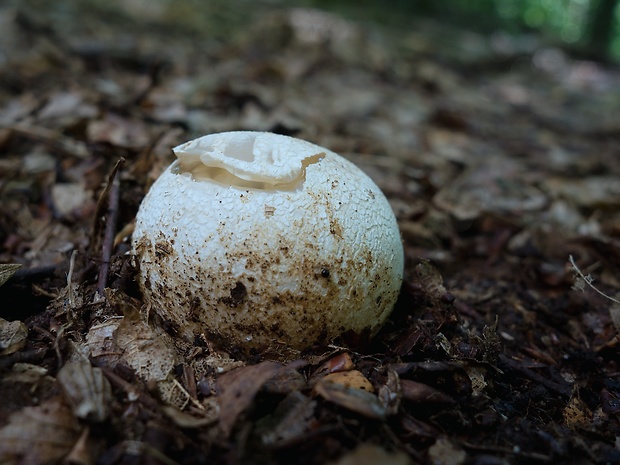 hadovka smradľavá Phallus impudicus L.