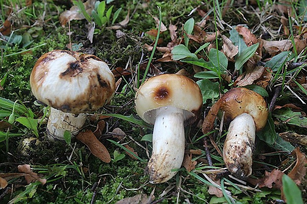 plávka Russula sp.