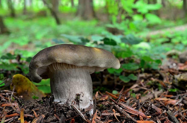 čírovka mydlová Tricholoma saponaceum (Fr.) P. Kumm.