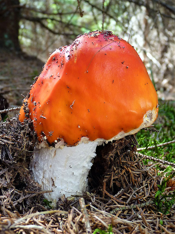 muchotrávka červená Amanita muscaria (L.) Lam.