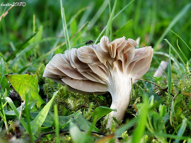 lúčnica žltkastohlúbiková Cuphophyllus flavipes  (Britzelm.) Bon